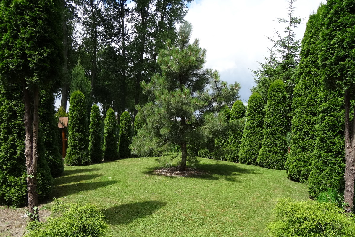 Piękna sosna w magicznym kręgu thuji.