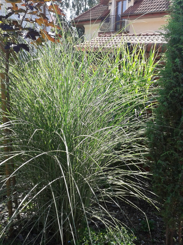 piekne trawy ozdobne