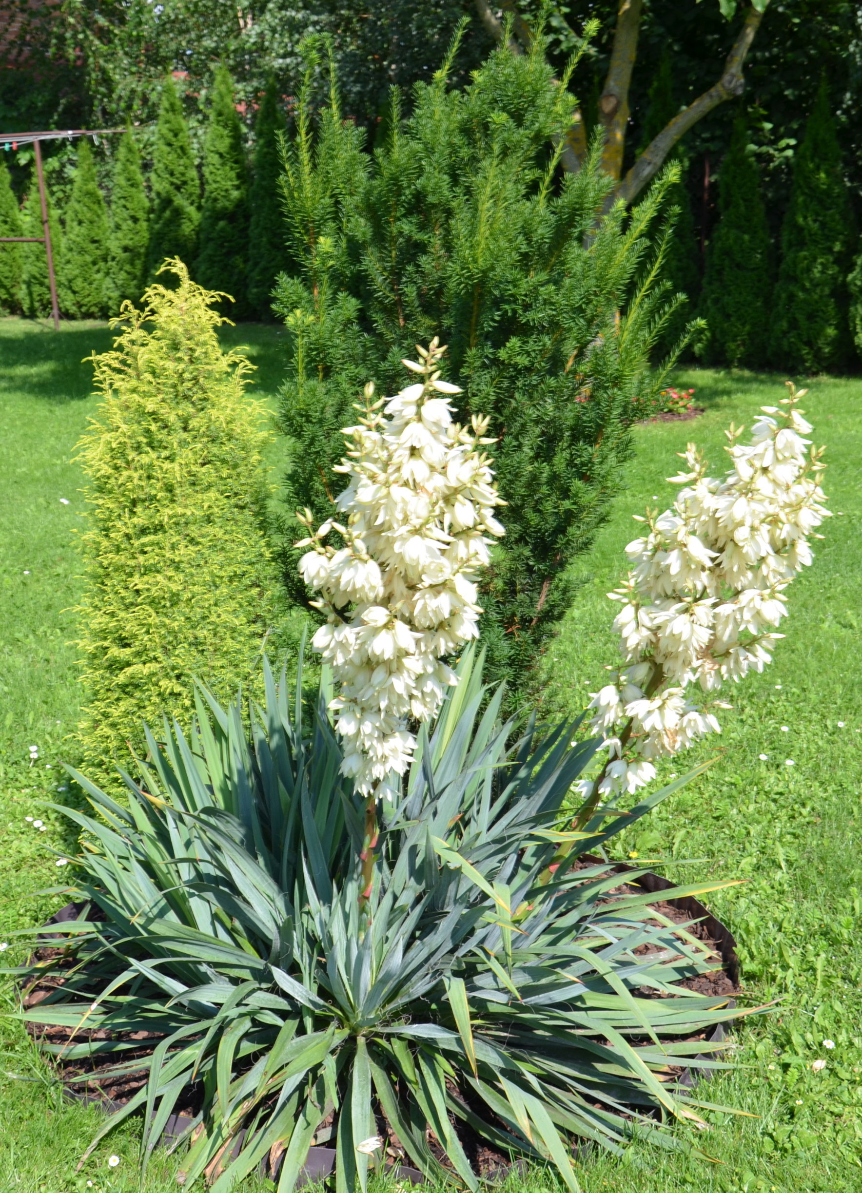 Pięknie kwitnące juki.