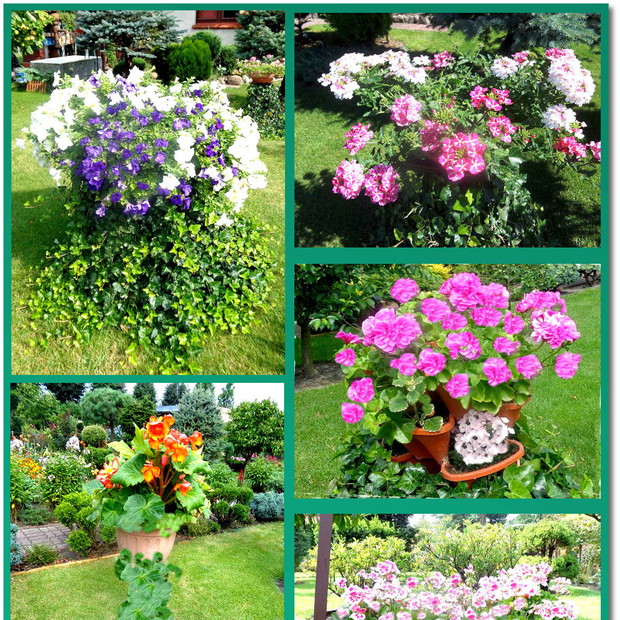 Pieńki z bukietami i wózek