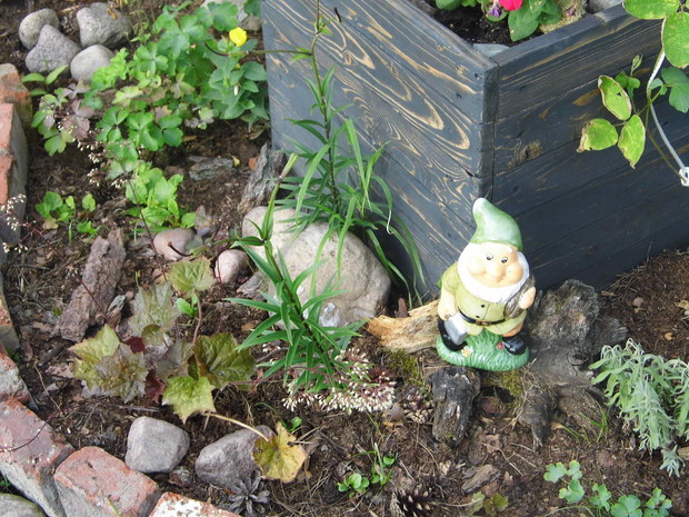 Pierwszo roczne roślinki.Żurawka Obsidian i pilnujący krasnal