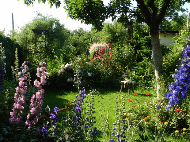 Po tulipanach spektakl zaczynają ostróżki,piękne i niezawodne byliny,które powtarzają kwitnienie jesienią