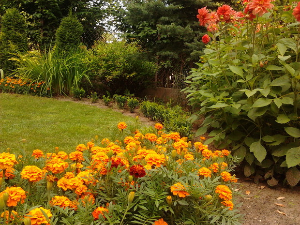 Początki nowej narożnej rabaty z malutkim żywopłocikiem z bukszpanu jednorocznymi aksamitkami oraz daliami...