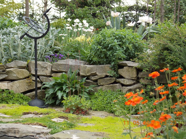 Pomarańczowe kwiaty kuklika na tle murku