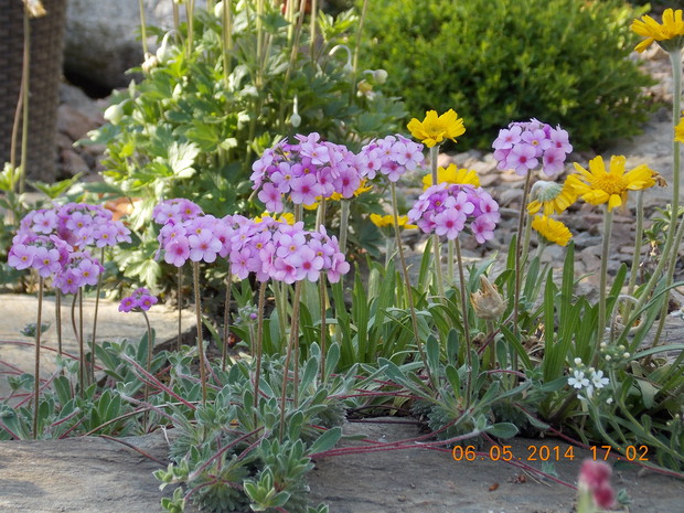 Pomiędzy kamiennymi płytami kwitną różnokolorowe rośliny skalne