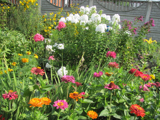 późna odmiana białych floksów 