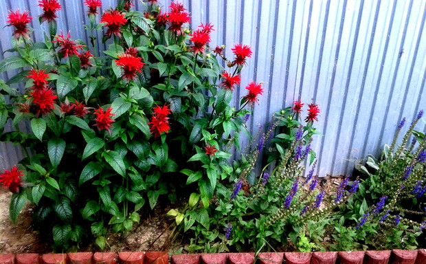 Pysznogłówka i szałwia