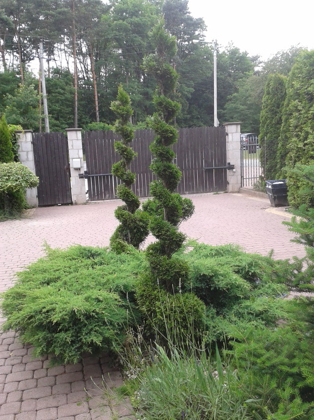 rabata zawsze zielona zdobi wejscie dodomu