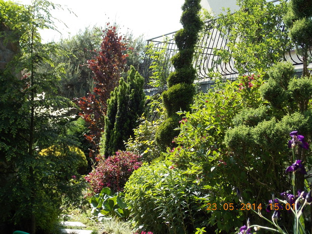 Roślinność przy tarasie