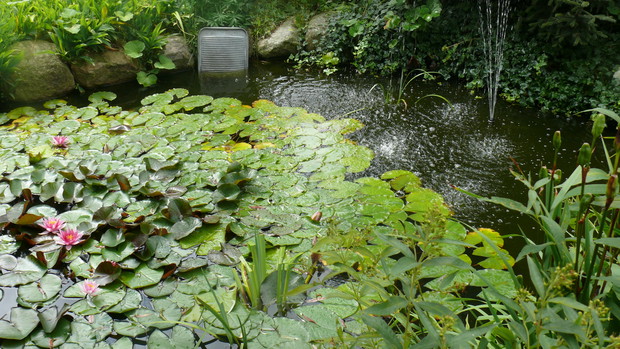 Roślinność wodna w stawku.