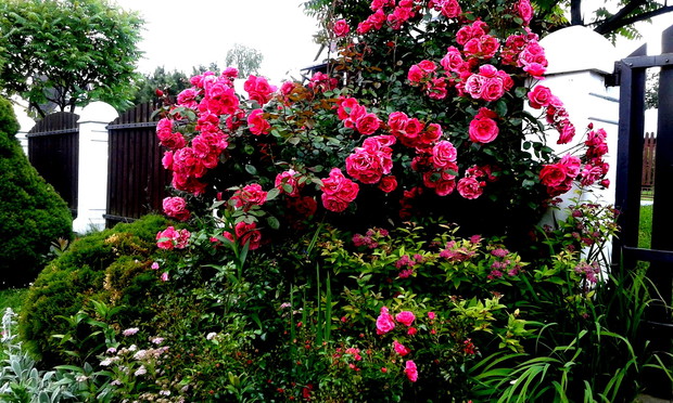 Róża w tym roku obrodziła