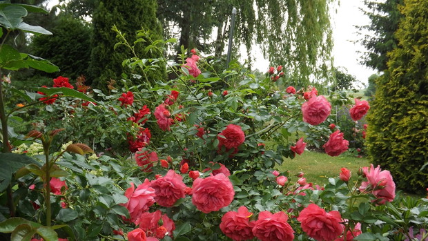 róża wśród brzóz 