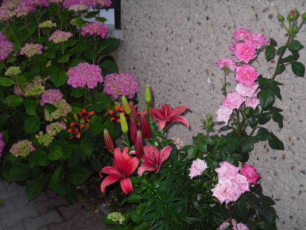 Róże, hortensje i lilie