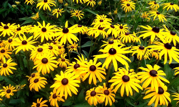 Rudbekia
