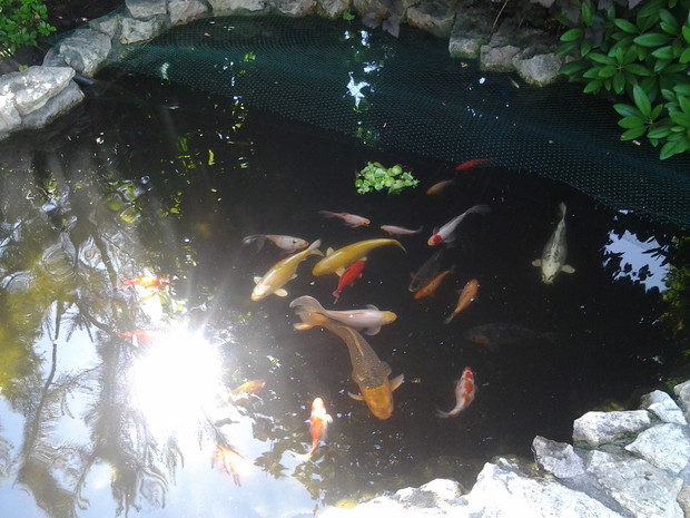   Rybki mojego  męża 