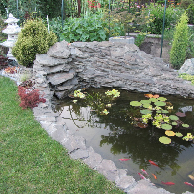 Rybki w oczku wodnym.