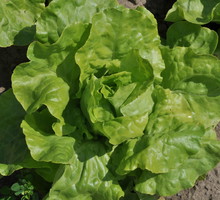 Sałata jest moim ulubionym warzywem. Serwuję ją na wiele sposobów.