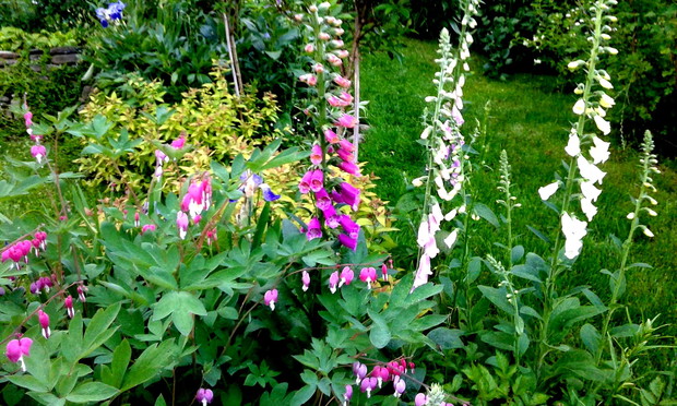 Serduszka i naparstnice