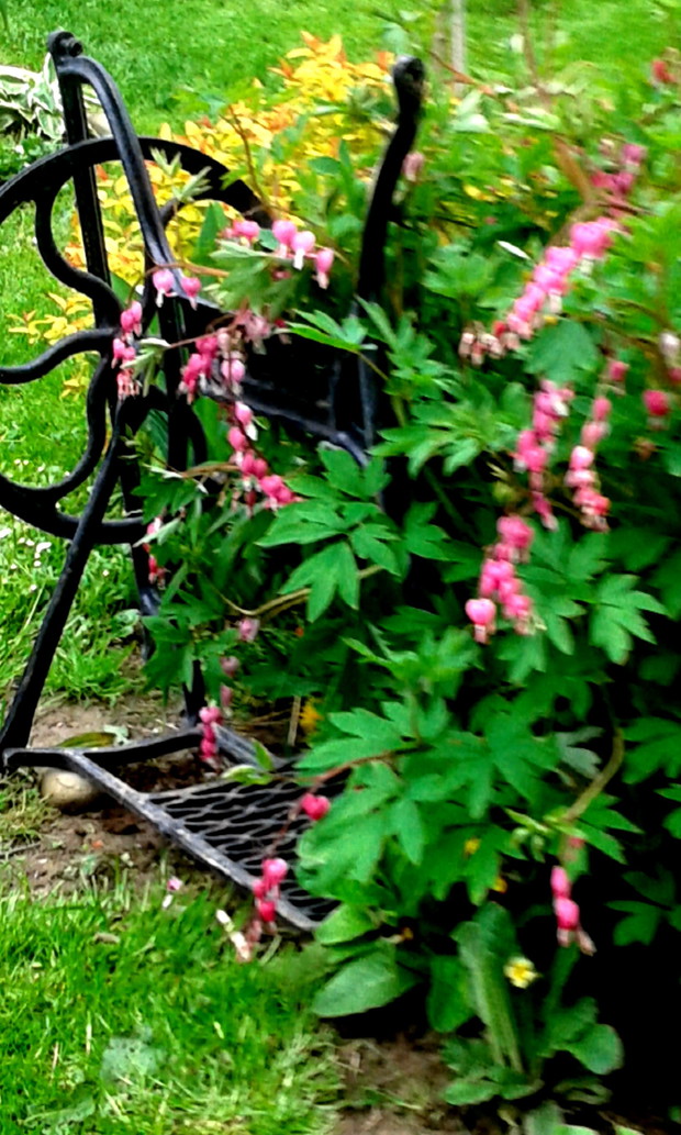 Serduszka poruszył wiatr