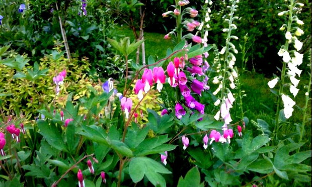 Serduszka z naparstnicami