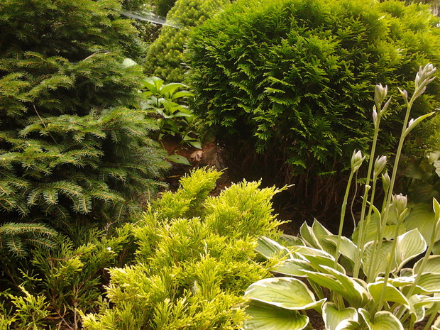 Skalniak już rozrośnięty i rośliny pozasłaniały już kamienie...