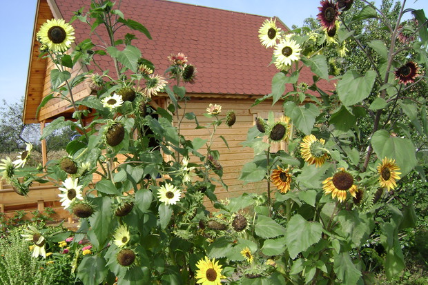 Słoneczniki ozdobne
