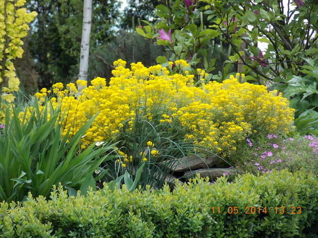 Smagliczka skalna w otoczeniu bukszpanowego żywopłotu