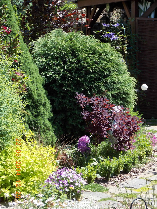 Stożkowaty świerk conica i kulisty żywotnik