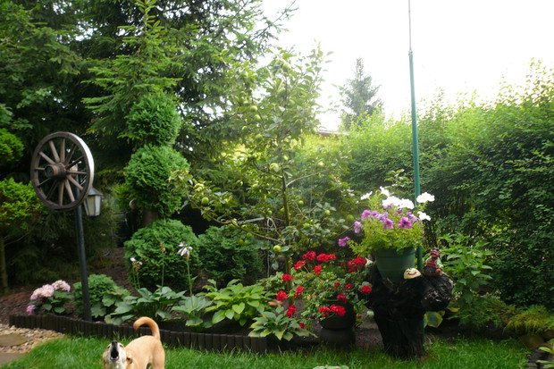 Stróż naszej działki - mały piesek Polcia