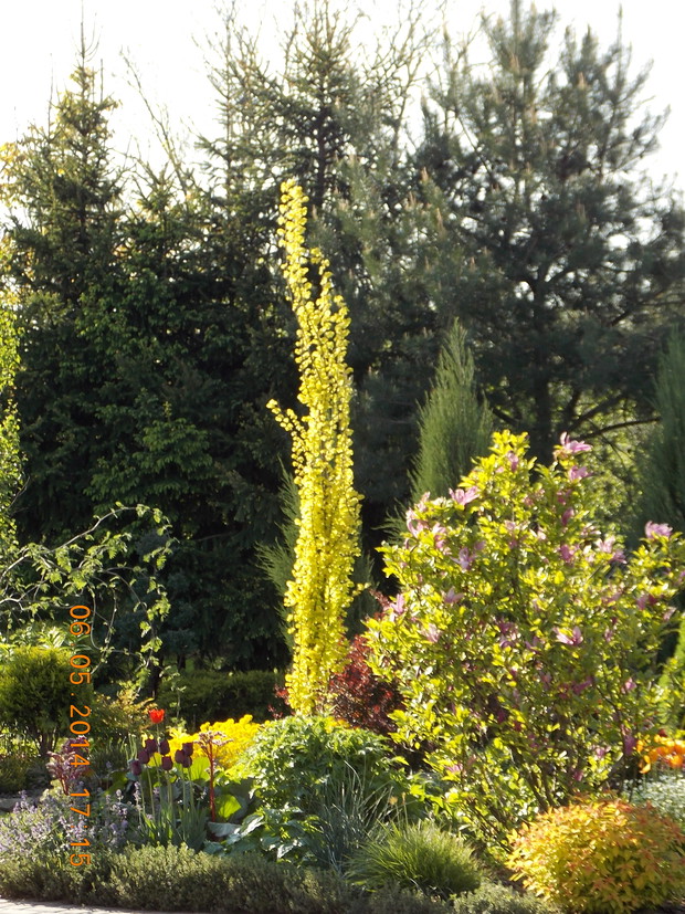 Strzelisty wiąz wredei