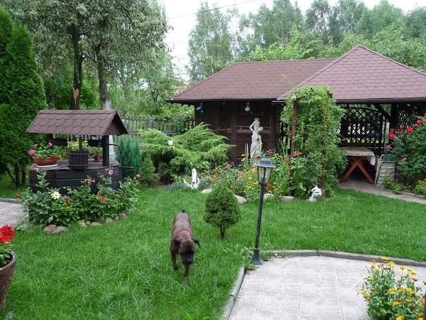 Suczka Luna dozoruje ogródek