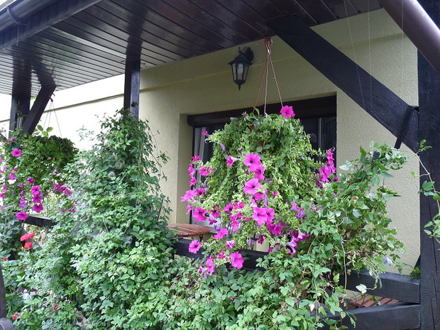 Surfinie a po środku clematis /kwitnie jako pierwszy w ogrodzie/