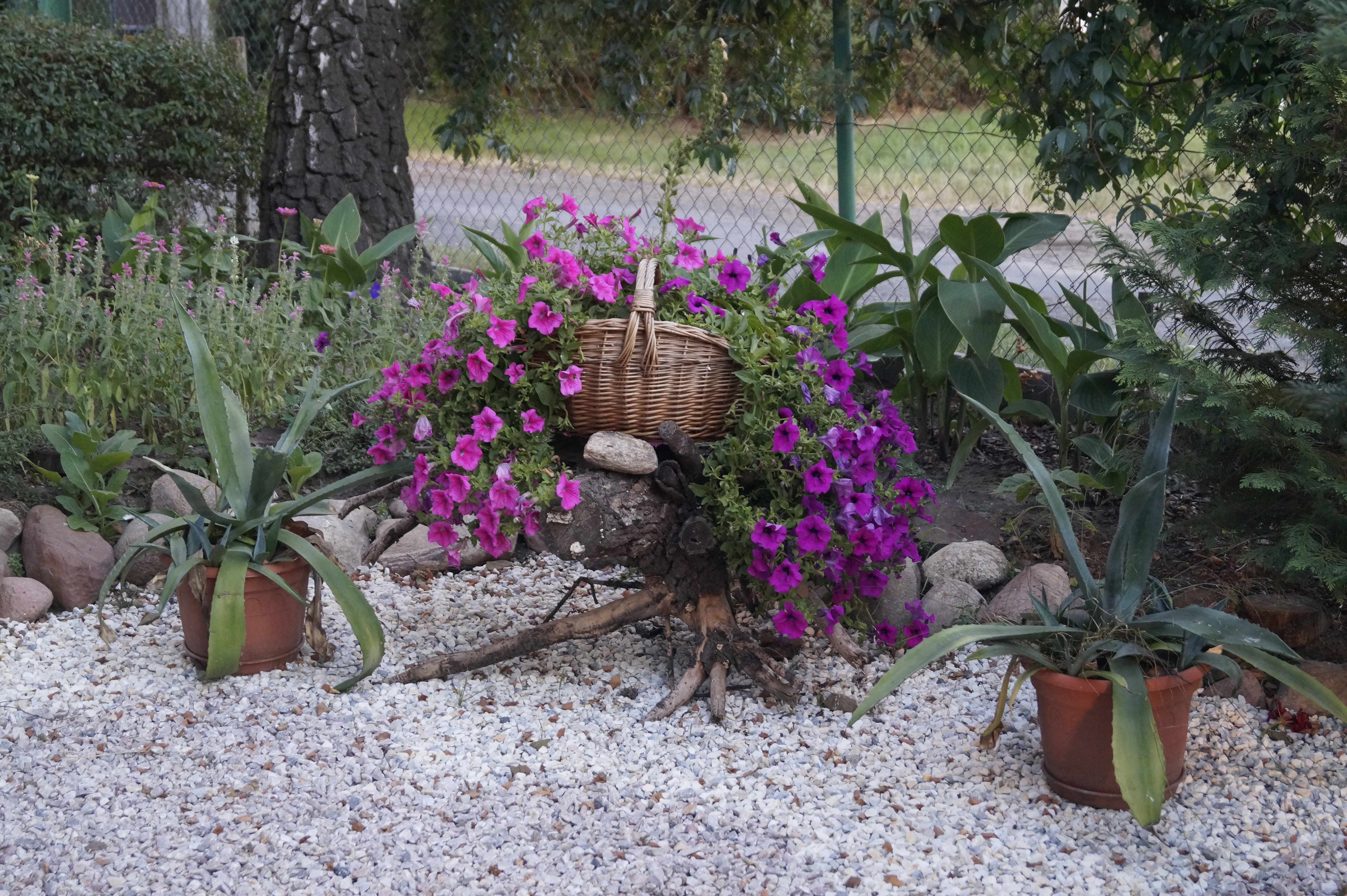 Surfinie na korzeniu
