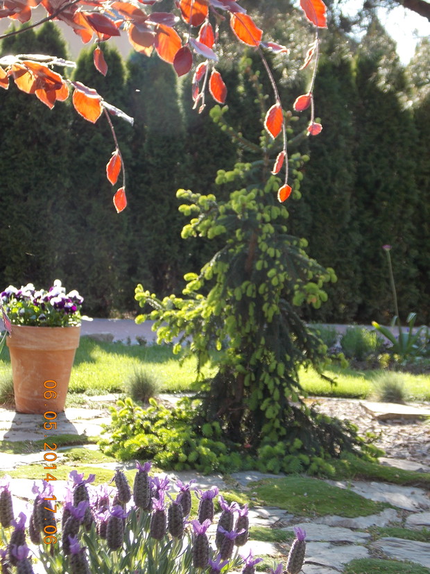 Świerk inversa z jasnozielonymi przyrostami