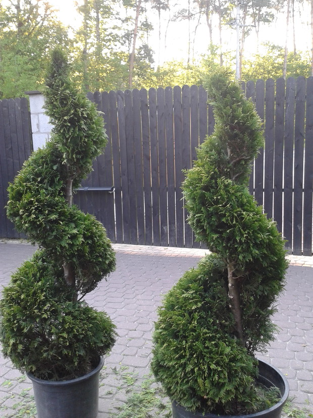 thuje formowane przez 6 lat sadzone w donice