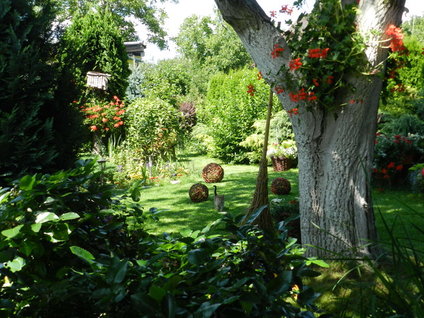 Trawnikiem zajmuje się z wielką przyjemnością.Uwielbiam zapach skoszonej trawy.Pamietam,by w czasie upałów nie kosić za nisko