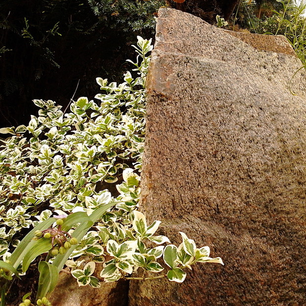 Trzmielina Fortune’a 