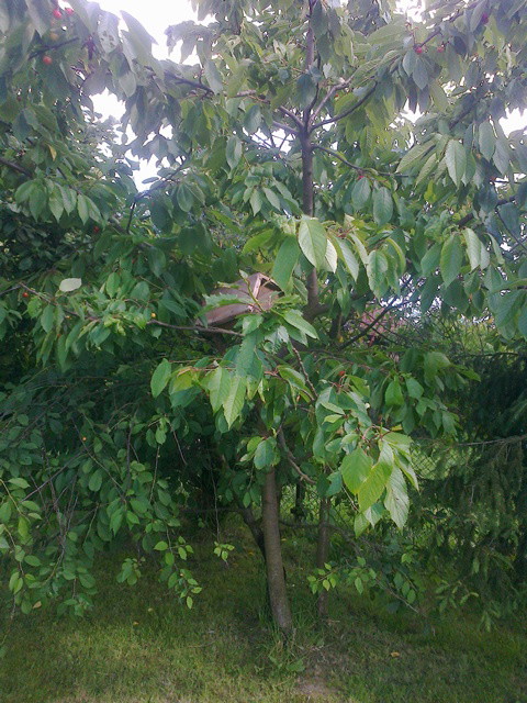 Tu jeszcze młodziutka czereśnio-wiśnia:)2 w 1