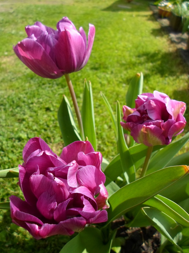 Tulipany - tym razem w doniczce