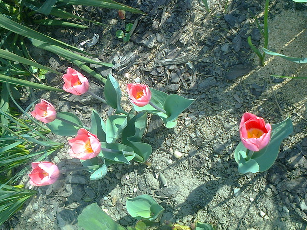 tulipany
