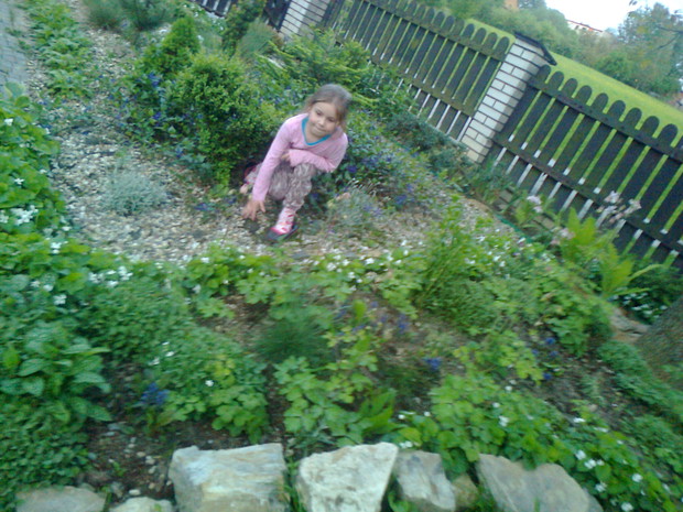 W cieniu drzewa dobrze czują się; barwinek,orliki , miodunka,  fiołek pospolity .