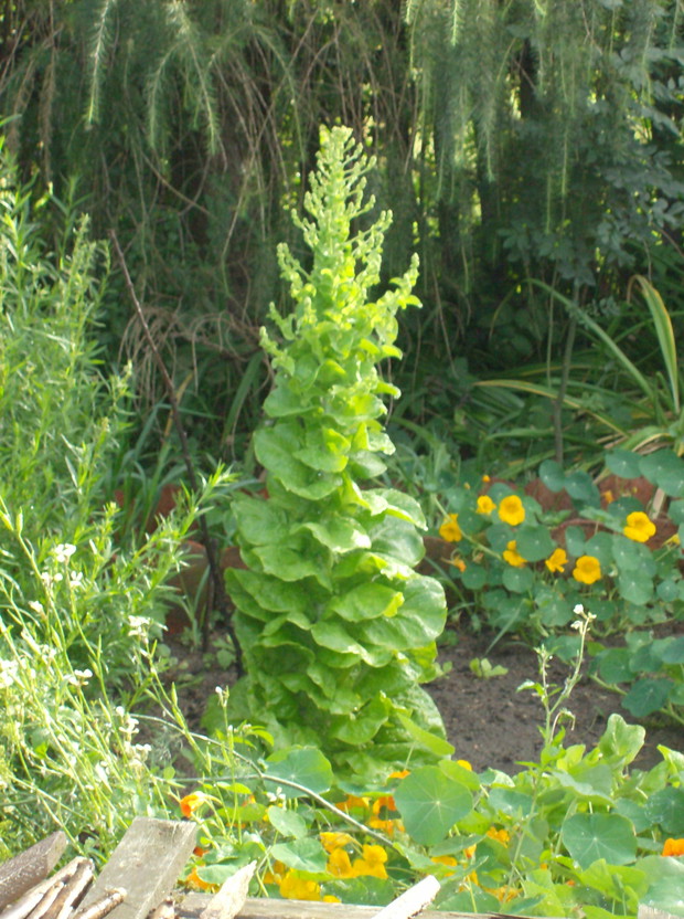 W czerwcu metrową sałatę podpieramy tyczką
