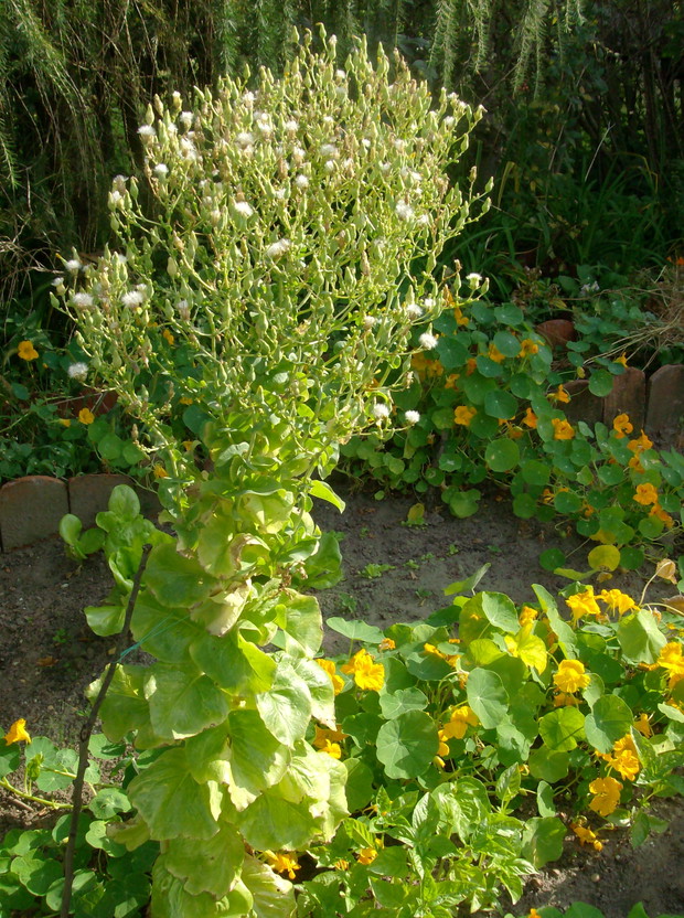W lipcu pojawiają się kwiaty, a w sierpniu nasiona. Gdy dojrzeją, zbieramy je, suszymy i przechowujemy do wiosny