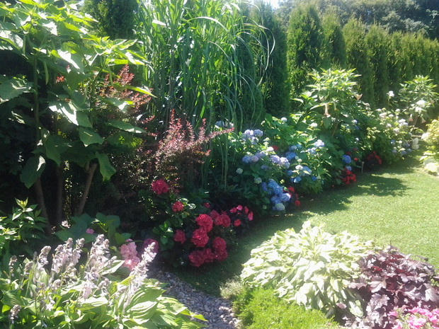 W tle datury, które obsypują się co roku mnóstwem pachnących kwiatów