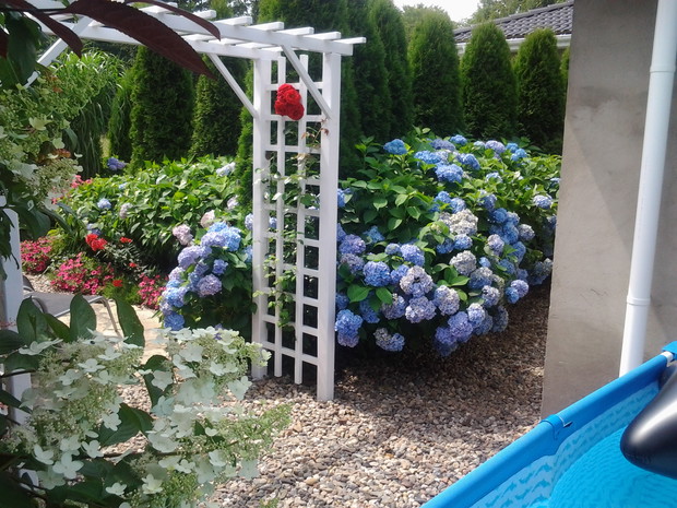 W tym roku, mąż zrobił pergole pod  róże i powojnika