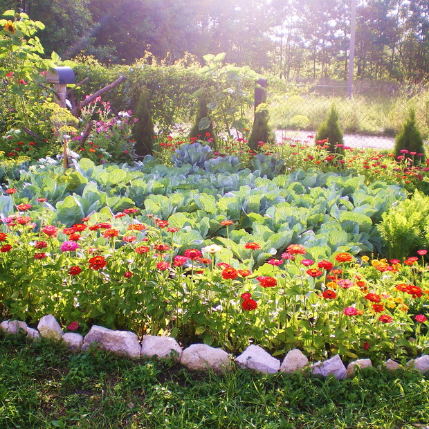 warzywnik ozdobiony cyniami