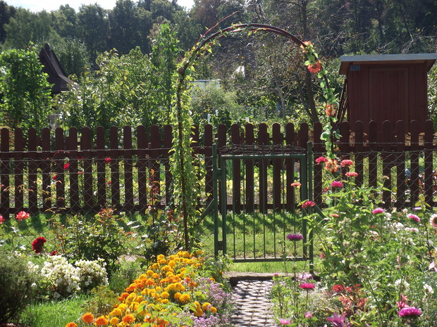 Wejście na działkę.Posadziłam przy pergoli rdest pnący