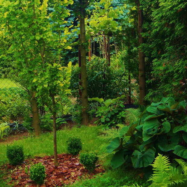 wiąz holenderski  zakątku cienia