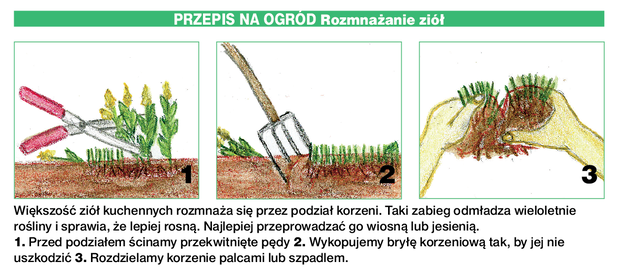 Większość ziół kuchennych rozmnaża się przez podział korzeni. Taki zabieg odmładza wieloletnie rośliny i sprawia, że lepiej rosną. Najlepiej przeprowadzać go wiosną lub jesienią.
1. Przed podziałem ścinamy przekwitnięte pędy 2. Wykopujemy bryłę korzeniow