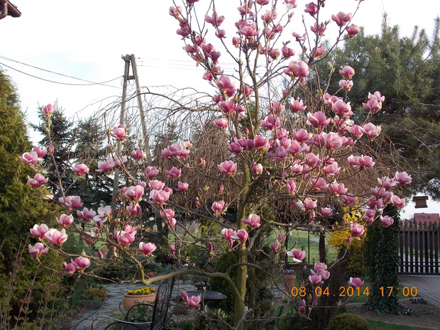 Wiosną magnolia zachwyca nas burzą kwiatów
